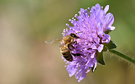 European honey bee (Apis mellifera)